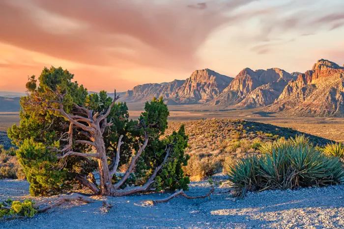 Panorama - Red Rock Canyon in Nevada