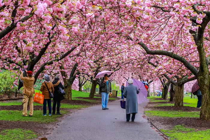 Cherry Blossoms - Kirschblüten im Botanischen Garten von Brooklyn