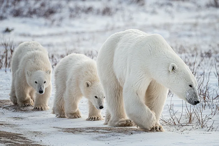 Eisbären im Schnee an der Hudson Bay 