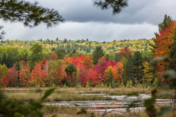 Indian Summer - Marschland in Ontario