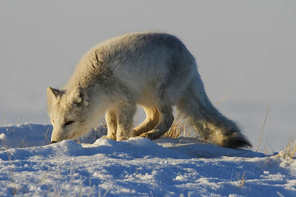 Vulpes Lagopus - Nunavut - Kanada