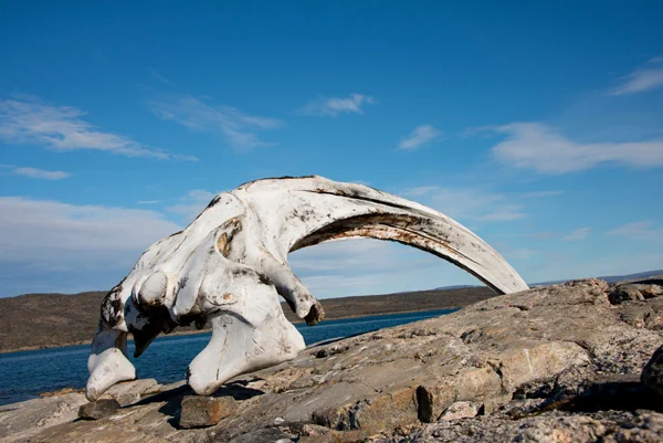 Walknochen Qikiqtaaluk-Region Kekerten Historic Park