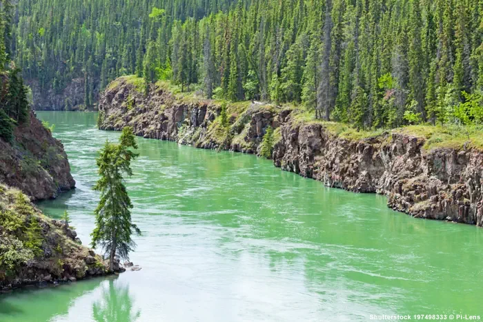 Yukon River südlich von Whitehorse