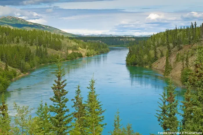 Yukon River nördlich Whitehorse in Kanada