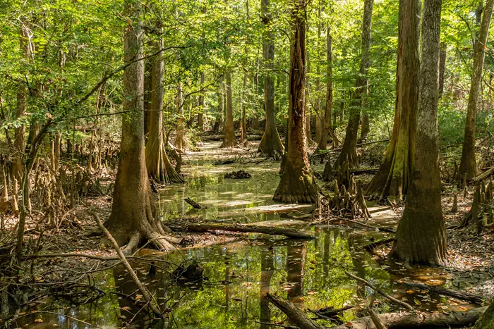 Congaree-Nationalpark - feuche Auwälder