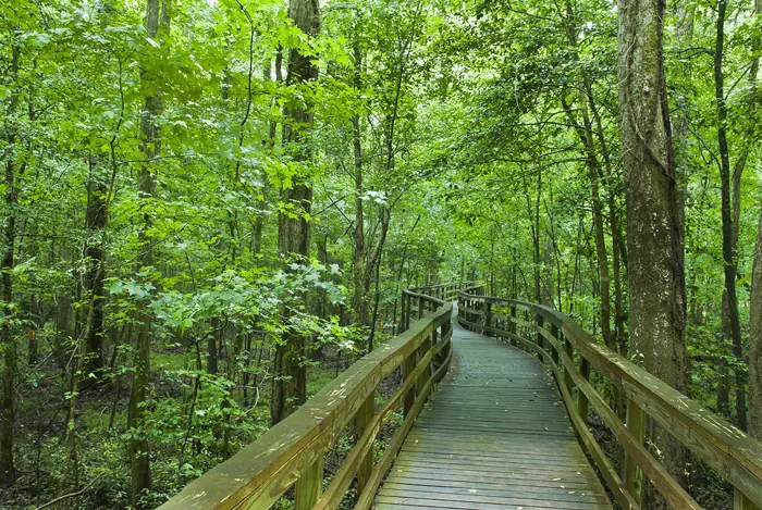 Congaree-Boardwalk - Holzsteg im Auwald in South Carolina