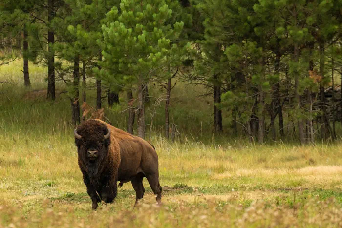 Bison - Wind Cave NP - South Dakota