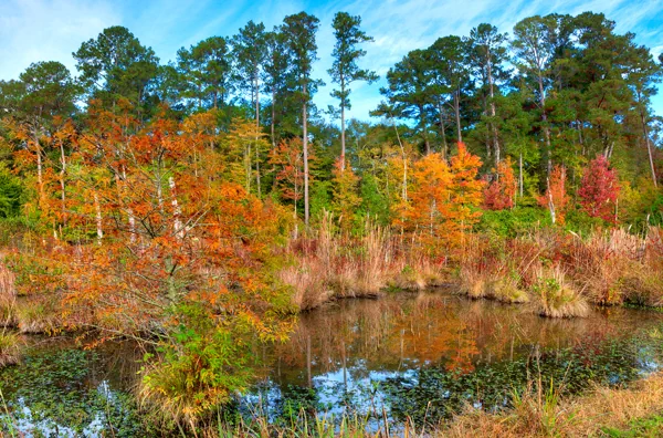 Natchez Trace Parkway Swamp in Mississippi