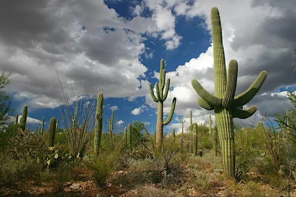 Saguaro Kaktus in der Halbwüste von Arizona