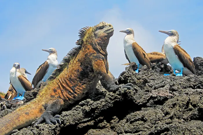 Leguan auf Galapagos