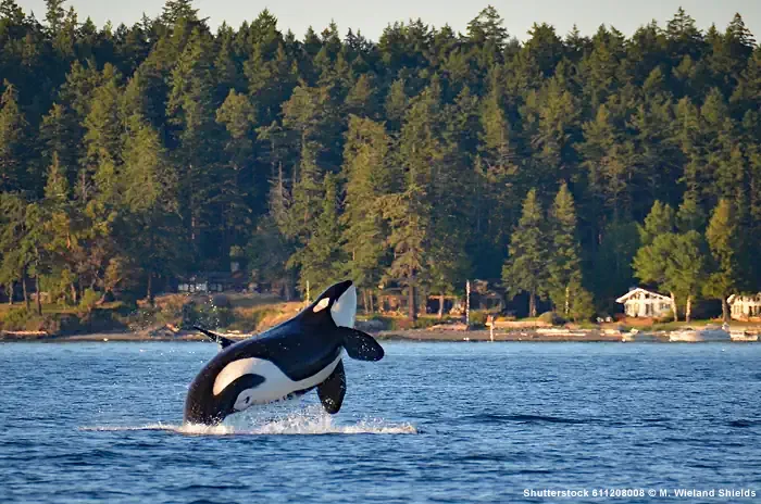 Springender Killerwal vor Henry Island Washington State